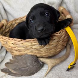 Cheyanne - Black female Labrador Retriever puppy in Grants Pass, Oregon from KnR Antler Dogs ~ Labrador Retrievers & Corgis