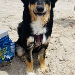 Australian Shepherd All Grown Up from Golden Aussies