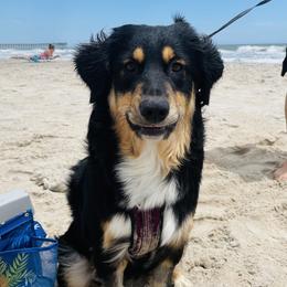 Australian Shepherd All Grown Up from Golden Aussies