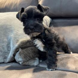Black girl 4 white toes - Black female Miniature Schnauzer puppy in Forest, Virginia from Prestige Kennel LLC