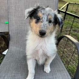 ROCKY - Black white and tan male Collie puppy in Yukon, Oklahoma from ColliesOklahoma
