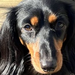 Dachshunds from Jennie McNamara