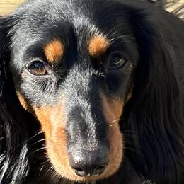 Dachshunds from Jennie McNamara