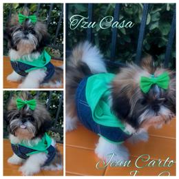 Jean Carlo - Red and white male Shih Tzu puppy in Mercedes, Texas from Tzu Casa