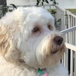 Kaitlyn - Australian Labradoodle