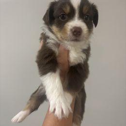 Girl 2 - Red tri female Toy Australian Shepherd puppy in Pelham, Alabama from Tails & Belles Dog Breeding