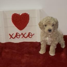 Red Collar - Cream male Poodle puppy in Macon, Georgia from Mystic Mini Poodles