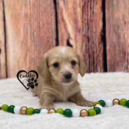 Duke - Cream male Dachshund puppy in Nashville, Arkansas from Cuddles n Curls