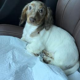 Cockapoo, Dachshund, Miniature Schnauzer, and Yorkshire Terrier Puppies from LUXEYPUPS