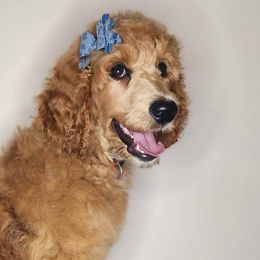 Girl 1 - Red  Poodle puppy in Wildwood, Florida from Carolyn's Service Poodles