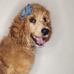 Girl 1 - Red  Poodle puppy in Wildwood, Florida from Carolyn's Service Poodles