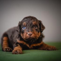 Chip - Brown male Schnoodle puppy in Caldwell, Idaho from Boise Doodle Co.