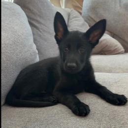 White - Black male German Shepherd puppy in Descanso, California from KVA Shepherds