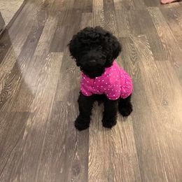 Goldendoodle Puppies from Sugar River Doodles