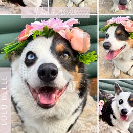 American Corgi puppies from Flying Note Shorties