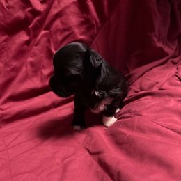 Katara - Black and white female Coton de Tulear puppy in Boise, Idaho from Avana Cotons