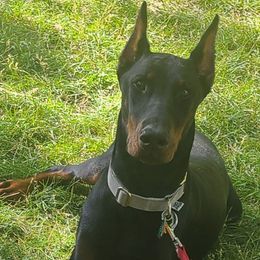 Sera - Doberman Pinscher