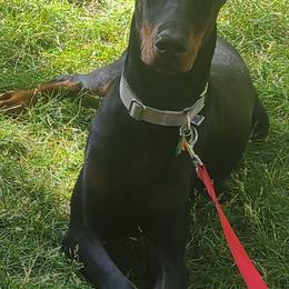 Sera - Doberman Pinscher