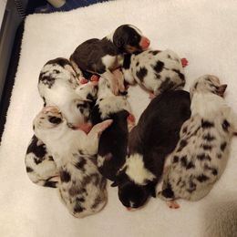 Australian Shepherd Puppies from Windmere Aussies
