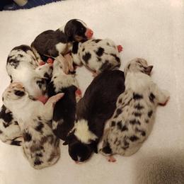 Australian Shepherd Puppies from Windmere Aussies