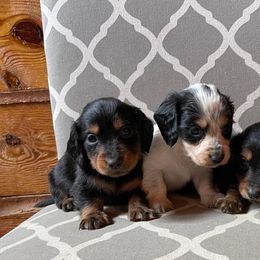 Dachshund and Miniature Schnauzer Puppies from The Bossy Doxie Farm