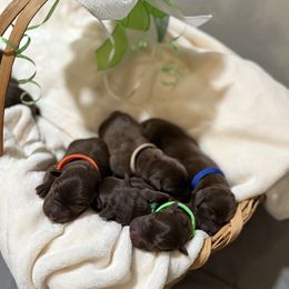 Tan - Chocolate male Labrador Retriever puppy in Huntington, Texas from Soggy Bottom Retrievers