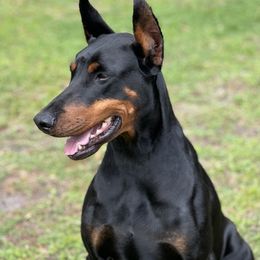 Zonie - Doberman Pinscher