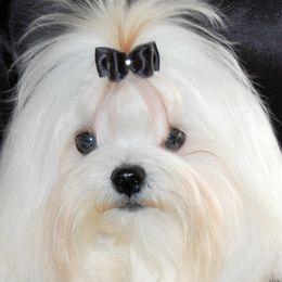 Maltese All Grown Up from MaltaAngel