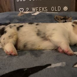 American Corgi Puppies from Mac-Kuz Kennels