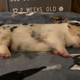 American Corgi Puppies from Mac-Kuz Kennels