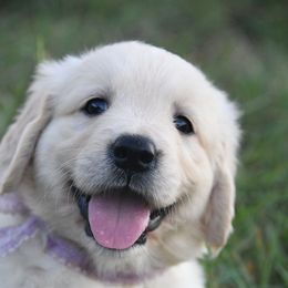 Golden Retriever Puppies from ArkGold