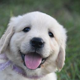 Golden Retriever Puppies from ArkGold
