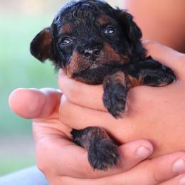 Justice - Phantom male Poodle puppy in Goliad, Texas from Sassy Lil Aussies and Diamond W Poodles