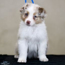 Australian Shepherd, Miniature American Shepherd, Miniature Australian Shepherd, and Toy Australian Shepherd Puppies from Painted Blue Aussies