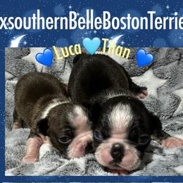 Luca - Red male Boston Terrier puppy in Brazos Point, Texas from TX Southern Belle Boston Terriers