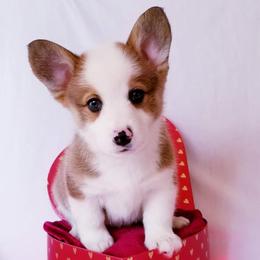 American Corgi and Pembroke Welsh Corgi Puppies from Whimsical Treasure Corgis
