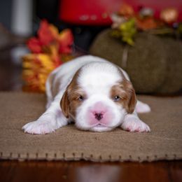 Juniper - "Junie" - Cavalier King Charles Spaniel puppy from Judy's Cavaliers