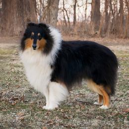 Collies from Red Shed Puppies