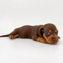 Mocha - Chocolate and tan female Dachshund puppy in Waddell, Arizona from Neu Doxies