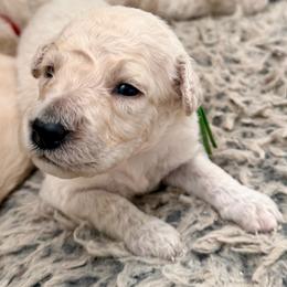 Mrs. Incredible - Cream female Goldendoodle puppy in Pensacola, Florida from Goldendoodles Love You in Pensacola Friend Edition