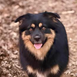 Rita - Black tri female Miniature Australian Shepherd puppy in Patterson, North Carolina from DreamLine Aussies