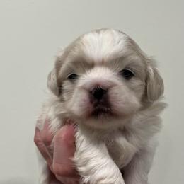 Full AKC - Girl 1 - White female Pekingese puppy in Hustontown, Pennsylvania from Triple I Pekes