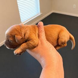 Gray Collar - Dark golden male Golden Retriever puppy in Covington, Louisiana from MyKy Puppies