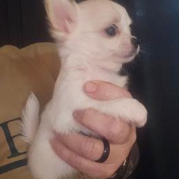 Puppy 2 - Cream and white male Chihuahua puppy in Springfield, Missouri from Casadelopez Tails