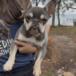 Rocky Boy French Bulldog - Tricolors male French Bulldog puppy in Gulf Breeze, Florida from SW Frenchies