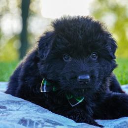 Green Collar - Black male German Shepherd puppy in Howell, Michigan from Sheyenne Buentello's German Shepherds