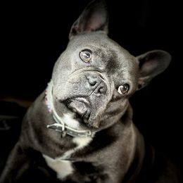 Survi - French Bulldog