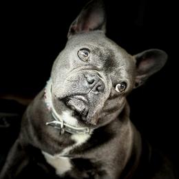 Survi - French Bulldog