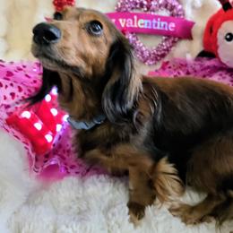 Dachshund Puppies from SchmooterBabies