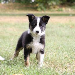 Border Collie, English Setter, and Miniature American Shepherd Puppies from First Harmony Farms